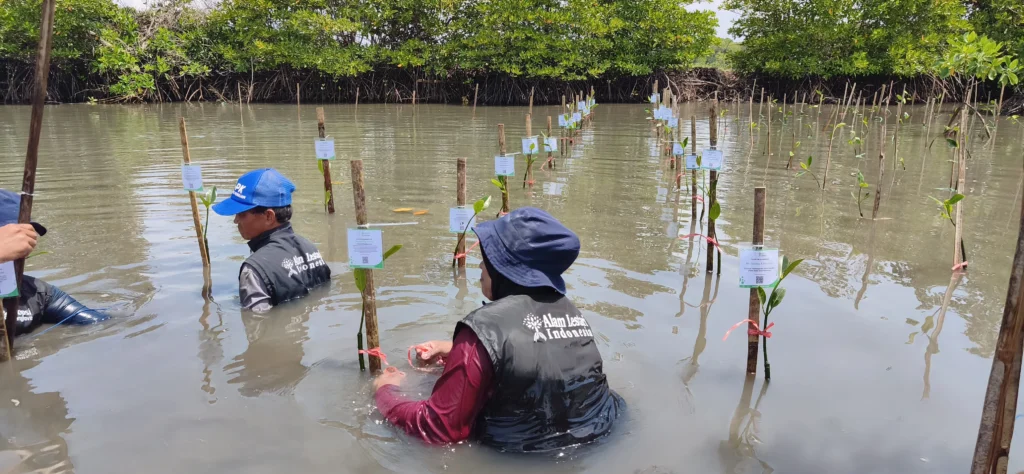 Three people in the water, including a figure with a black life vest, working among rows of newly planted mangrove seedlings.