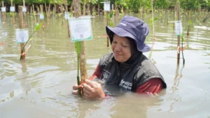 A close-up photograph of a woman in the water holding and preparing to plant a Mangrove Adoption seedling with a name tag.