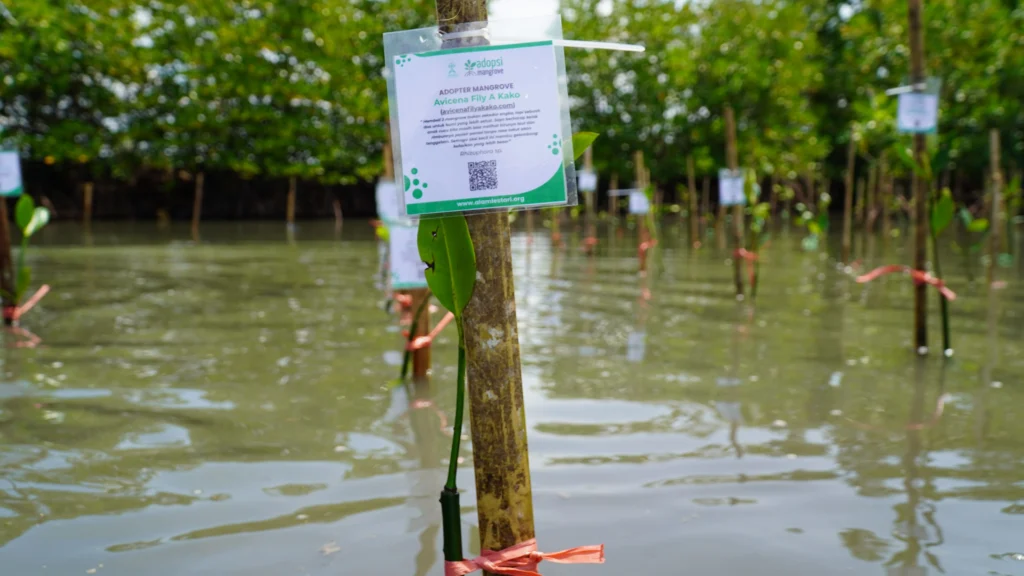 A view across a muddy tidal flat filled with numerous newly planted mangrove seedlings, each supported by a wooden stake and a unique adoption ID tag.